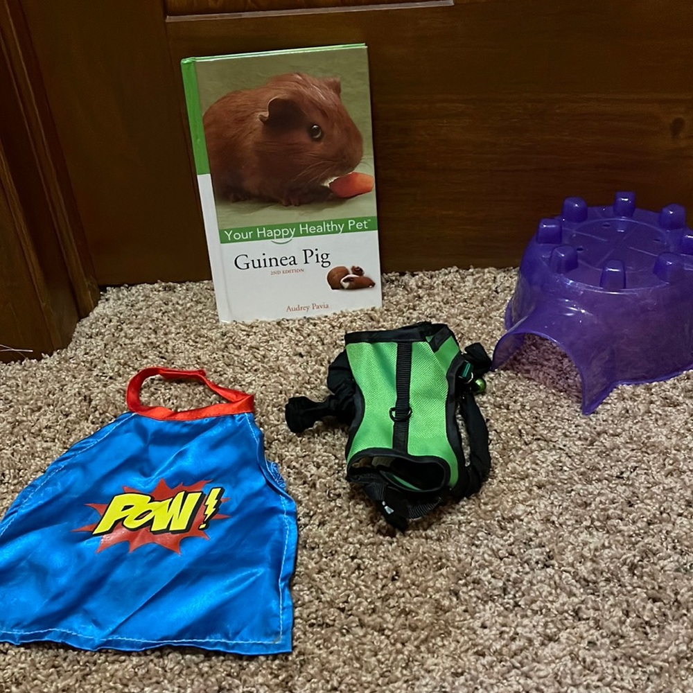 ✨Host Pick ✨ All things Guinea pigs.